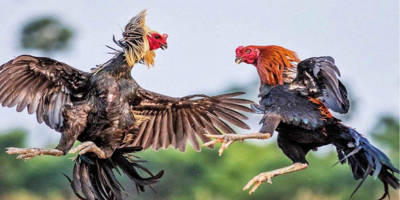 Quy Định Chấp Trong Đá Gà Thomo Là Gì?